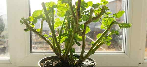 Geranium Winterpflege, wie man Geranien im Winter kümmert