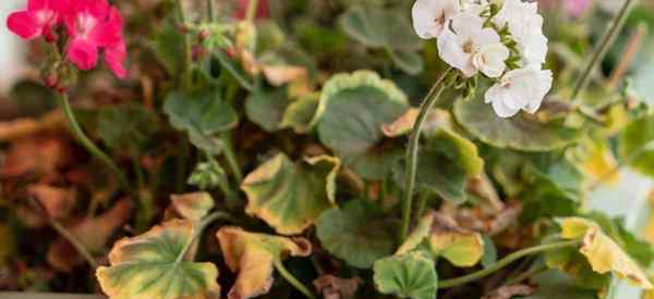 Apa Geranium Rust Cara Mengontrol Karat Jamur pada Geranium?