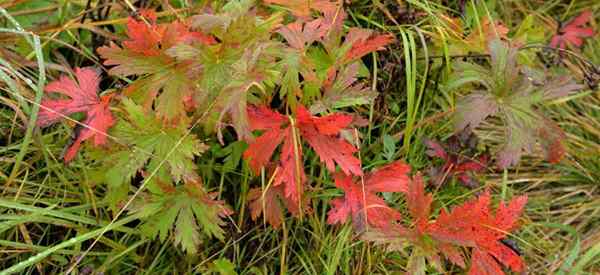 Daun geranium memerah mengapa daun geranium menjadi merah?