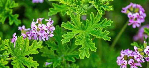 Cómo plantar, cultivar y cuidar geranios perfumados