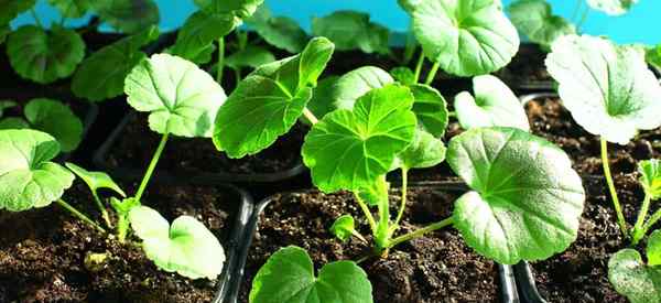 Cara Menanam, Mula dan Tumbuh Tumbuhan Geranium untuk Benih