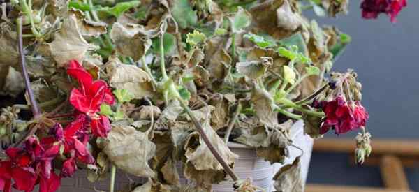 Geranium batang membusuk apa dan bagaimana mengawal batang membusuk