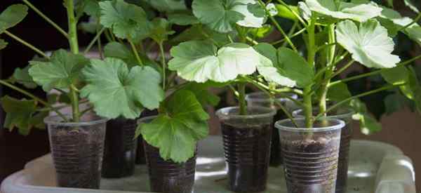 Menyebarkan geranium bagaimana untuk memulakan dan menyebarkan tumbuhan geranium?