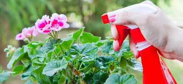 Geranium schützt, welche Bugs Geranien angreifen und wie man sie kontrolliert