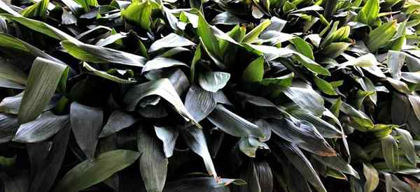 Aspidistra deixa cuidados e usos para folhas de plantas de ferro fundido