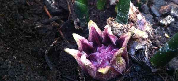 A flor de planta de ferro fundido e como são as flores?