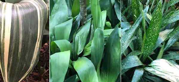 ¿Cuáles son las variedades de plantas de hierro fundido más populares??