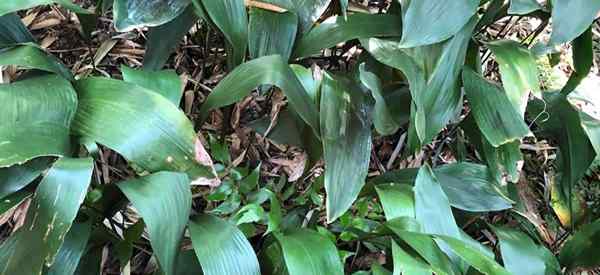 Plantas de ferro fundido em crescimento ao ar livre como cuidar de aspidistras ao ar livre