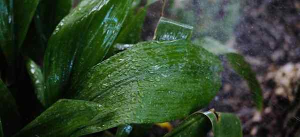 Regar plantas de ferro fundido como regar as plantas aspidistra