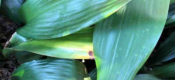 Gelbe Gusseisenpflanzen, warum Aspidistra -Pflanzenblätter gelb werden?