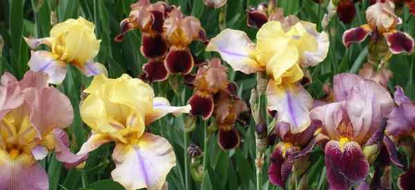 Types de fleurs d'iris quels sont les différents types de plantes d'iris?