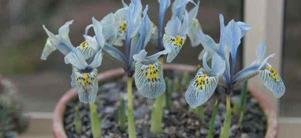 Wachstum von Topf -Iris, wie man sich um Iris in Töpfen kümmert