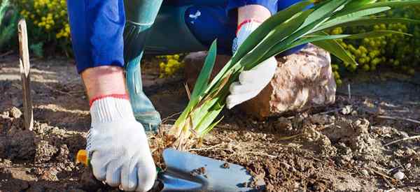 Plantando plantas de iris cuando es el mejor momento para plantar tubérculos de iris