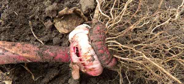 Iris Root Rot Cara Mengontrol atau Mencegah Root Rot pada Tanaman Iris