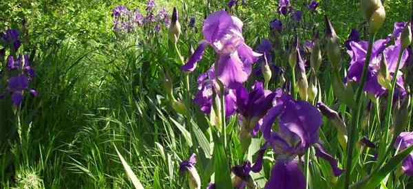 Óxido de iris Cómo controlar o prevenir el óxido en las plantas de iris