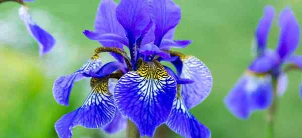 Virus mosaico de Iris Cómo controlar el virus del mosaico en las plantas de iris