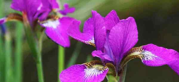 Iris floreciente ¿Las flores de Iris cambian sus colores??