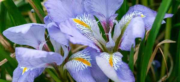 Cultivo de plantas de iris argelinas Cómo cuidar el iris unguicularis