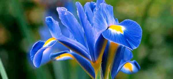 Menumbuhkan tanaman iris retikulasi bagaimana merawat iris reticulata