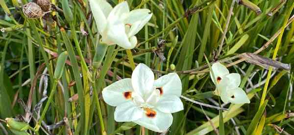 Dividir las plantas de iris africanas ¿Cuál es el mejor momento para dividir el iris africano??