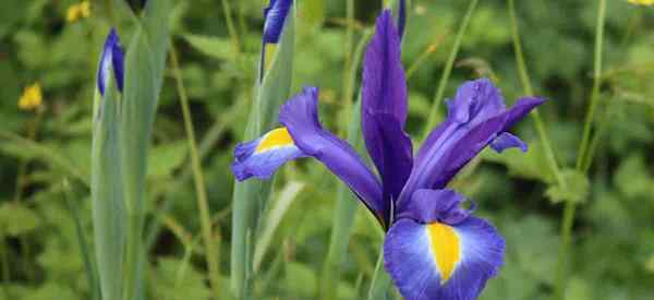 Cultivo de plantas de iris holandesas Cómo cuidar Iris × Hollandica