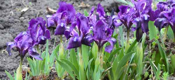 Pertunjukan besar iris miniatur, mekar awal, selimut warna