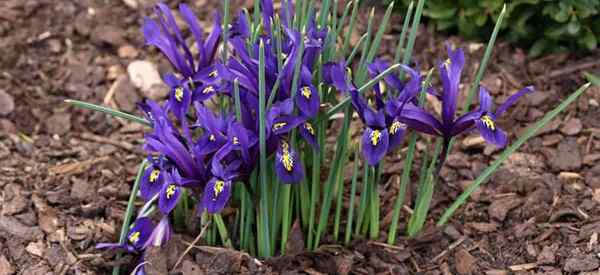 Iris ne fleurissant pas comment faire ma fleur de plante d'iris?