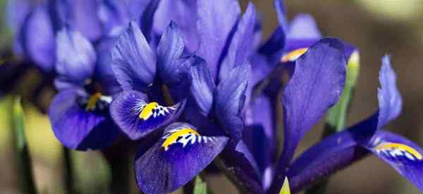 Sollten Sie Deadhead -Iris? Wie man totesputz pflanzen