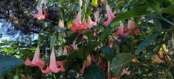 Rodzaje kwiatów aniołów (Brugmansia)