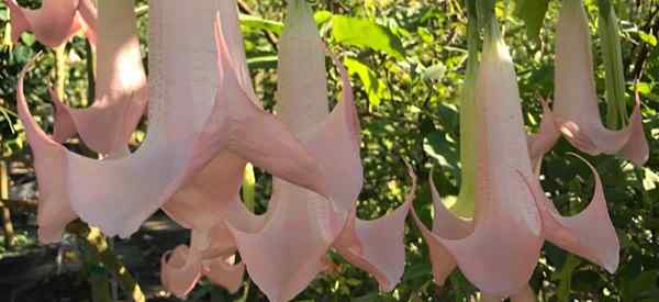 Propagando trompetas de ángel cómo comenzar nuevas plantas de brugmansia