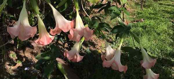 Angel trompeta de invierno Cuidado de invierno Cómo superar las plantas de Brugmansia