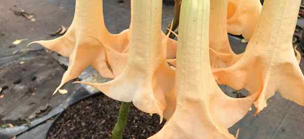 Apakah zon tumbuh pokok sangkakala malaikat brugmansia?