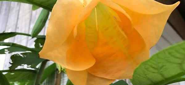 Como cultivar Brugmansia Angel Trumpe Plants a partir de sementes?