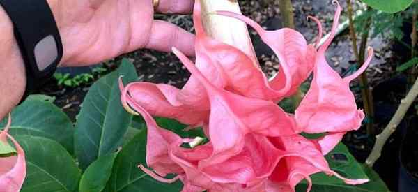 Menyebarkan keratan brugmansia bagaimana untuk memulakan sangkakala malaikat dari keratan?