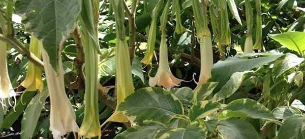 Variegated Brugmansia Jak uprawiać zróżnicowane anioły trąbki?