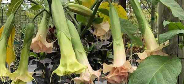 Lo que hace que las hojas en las plantas de trompeta de ángel se curvan?