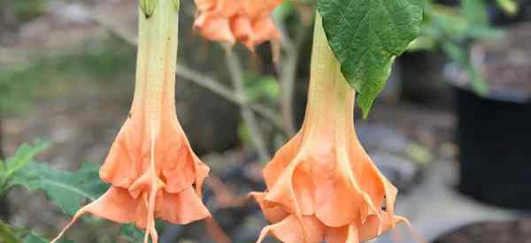 Como controlar doenças e pragas que atacam plantas de trompete de anjos