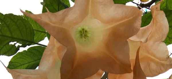 La trompeta de ángel no florece por qué mi planta de brugmansia no está floreciendo?