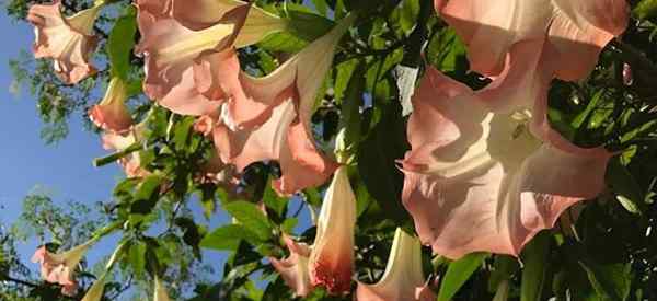 Wann blühen Angel -Trompeten, was ist die Blütezeit von Brugmansia??