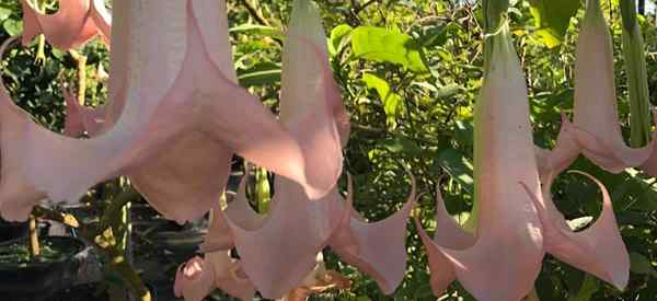 Wie lange dauern die Blumen der Engel Trompete (Brugmansia)??