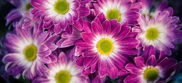 Fleurs d'aster en croissance comment s'occuper des plantes d'aster florantes