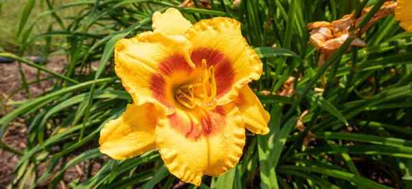 Daylily -Begleitpflanzen Welche Pflanzen sind großartig, um mit Taglilien zu wachsen?