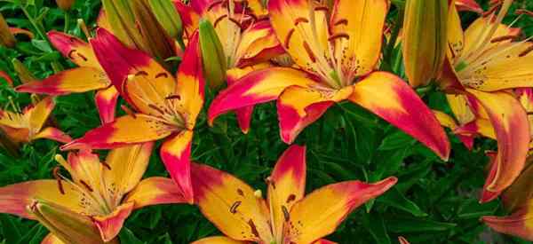 Daylilies tidak mekar bagaimana membuat bunga tumbuhan sehari -hari saya?