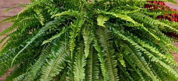 Cultivo de Boston Ferns Como cuidar de Boston Nephrolepis Exaltata Ferns