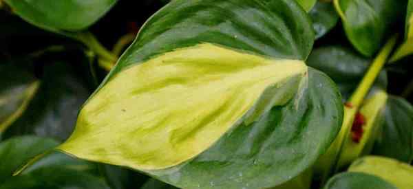 Como crescer e cuidar de Philodendron Brasil