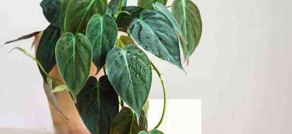 Tumbuh micans philodendron bagaimana untuk menjaga velvet daun Philodendron