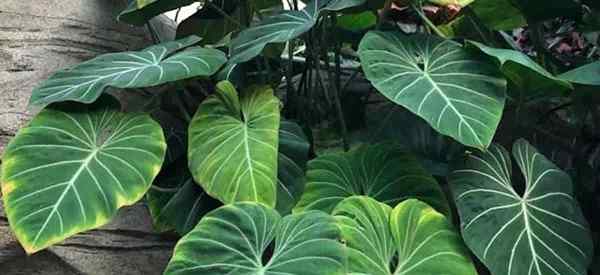 Growing Philodendron gloriosum Cómo cuidar a Glorioso Philodendron