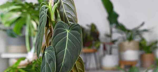 Cara tumbuh dan merawat philodendron melanochrysum