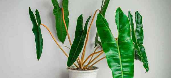 Crescente Philodendron Billietiae Como cuidar de Billietiae Philodendrons