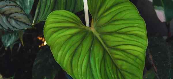 Crescente Philodendron Plowmanii Como cuidar de Plowmanii Philodendrons